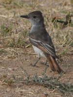ATFlycatcher5.jpg