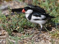 Whydah3.jpg