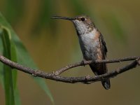 Hummer3.jpg