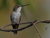 Hummer5.jpg