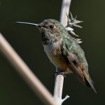 Hummer19.jpg