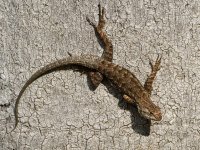 Lizard.jpg