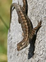 Lizard2.jpg
