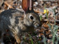 Rabbit.jpg