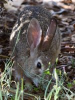 Rabbit3.jpg