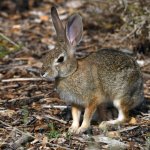 Rabbit6.jpg