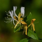 Honeysuckle.jpg