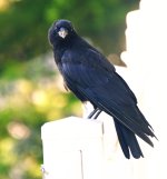 ROY_4048.JPG