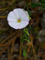 MorningGlory2.jpg