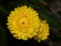 YellowFlower.jpg