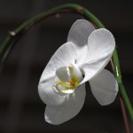 WhiteOrchid.jpg