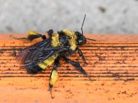 HoneyBee.jpg