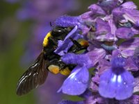 HoneyBee4.jpg