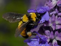 HoneyBee5.jpg