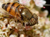 AfricanHoverfly2.jpg