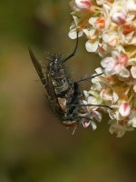 FlowerFly2.jpg