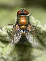Fly.jpg