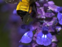 HoneyBee3.jpg