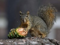Squirrel2.jpg