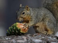 Squirrel5.jpg