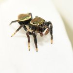 LeapingSpider.jpg