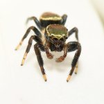 LeapingSpider2.jpg