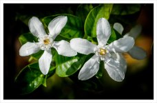 two-white-1.jpg