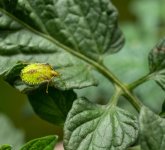 Tomato Bug  (1 of 1).jpg