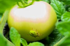 Blown Out Tomato Bug 1 (1 of 1).jpg