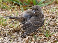 Finch2.jpg