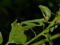 Mantis2.jpg