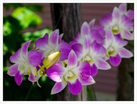 orchid-1.jpg
