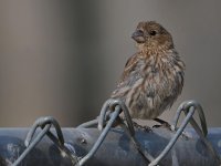 Finch.jpg