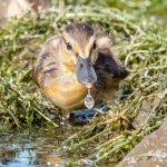 DucklingDrop-341.jpg