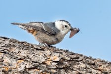 WBNuthatchButterfly-341.jpg