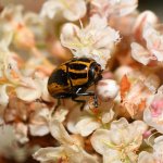 CasebearerBeetle2.jpg