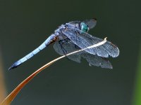 DragonFly3.jpg