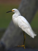 Egret.jpg