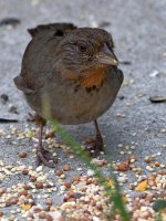 Towhee.jpg