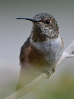 Hummer6.jpg
