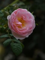Rose.jpg