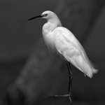 EgretBW2.jpg