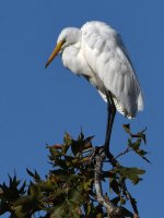 Egret2.jpg