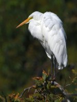 Egret3.jpg