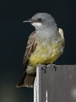 Kingbird6.jpg