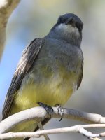 Kingbird10.jpg