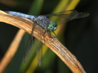 DragonFly6.jpg