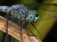 DragonFly8.jpg