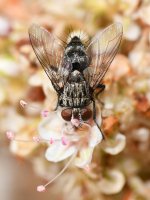 Fly3.jpg