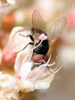 Fly4.jpg